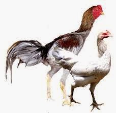 ALL CHICKEN BREEDS FROM INDONESIA PROJECT RAJABUMEN