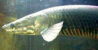 Arapaima gigas