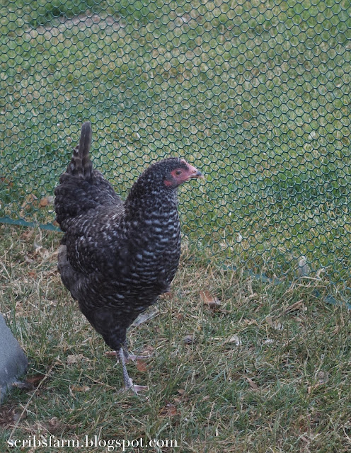 14 week pullet