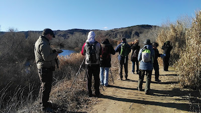 Grupo reducido, sostenibilidad, turismo sostenible, bajo impacto, caminos publicos, transporte público, salida de observación, excursiones aitor, fauna Madrid, Jarama, Parque Natural del Sureste, Parque Regional en torno a los ejes de los cursos bajos de los ríos Manzanares y Jarama, conoceris, ruta guiada, aves invernantes, Jarama, Velilla de San Antonio, 24 de enero, 