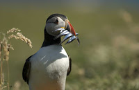 Puffin with sandeels