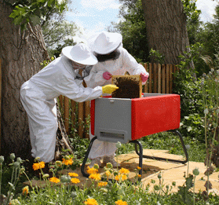 honey bee keeping