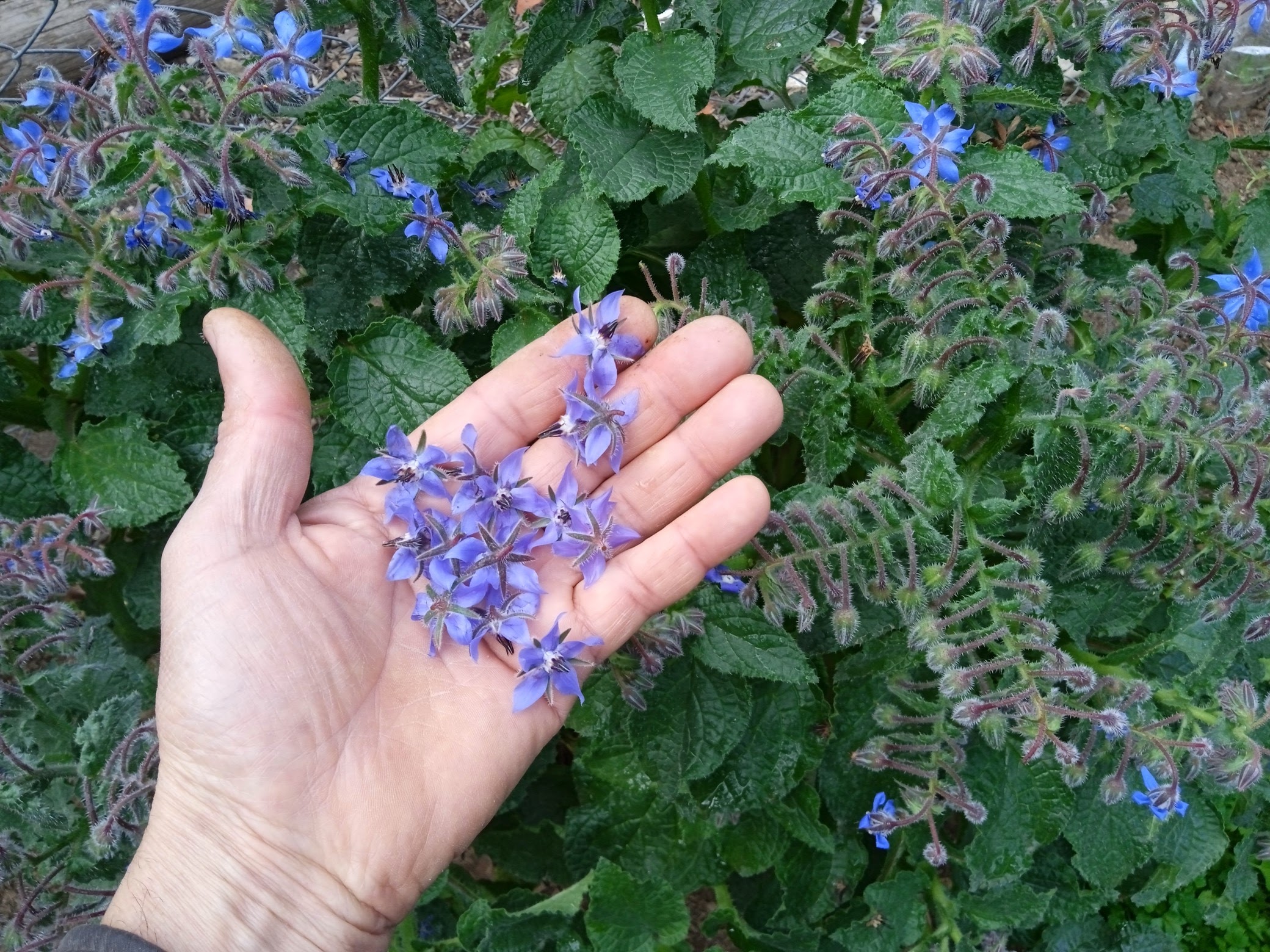 When borage starts flowering, you can harvest frequently to encourage more bloom-production