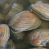 shelfish