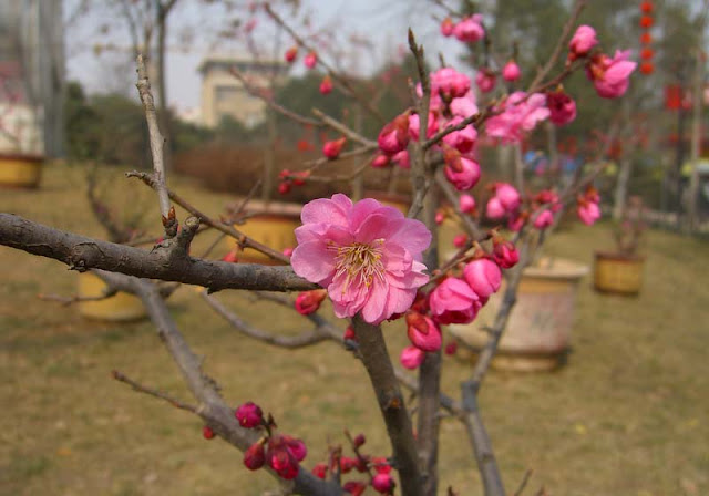 Plum Flowers