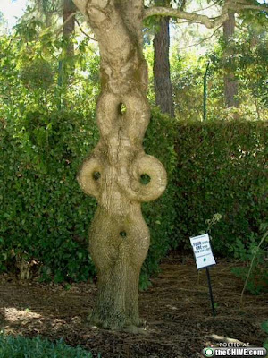 Top 10 funny trees pictures of the world