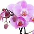 Attractive pink orchids wallpaper