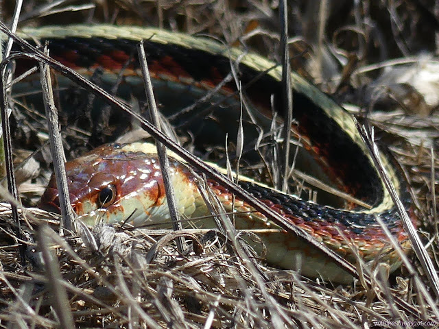 long stripes on a snake