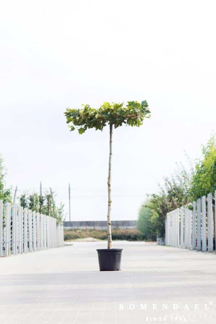 De leukste bomen voor in je tuin!