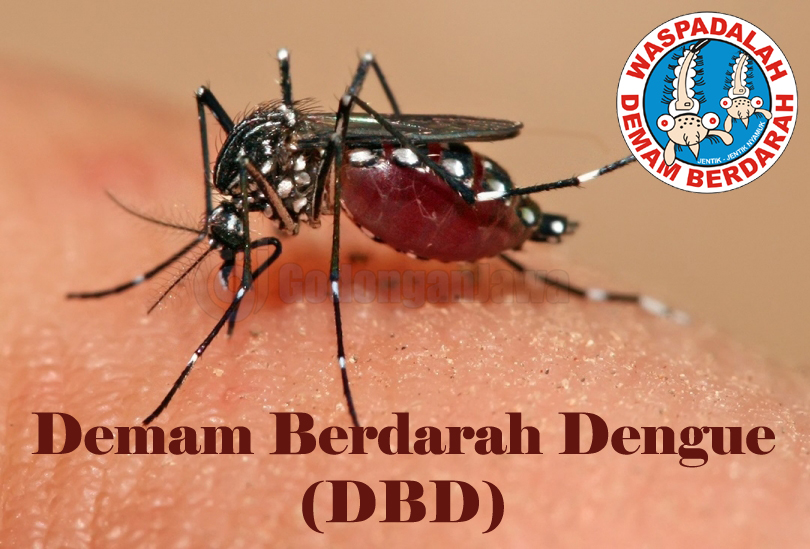  Demam  Berdarah  Dengue DBD 