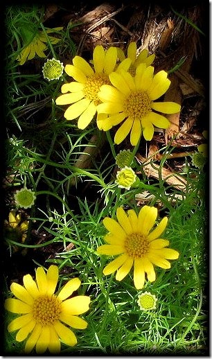 flower_zps18b51a4b[1]