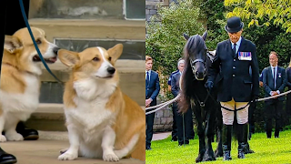 Queen's dogs and horse pay their last respect
