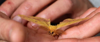 A beautiful moth