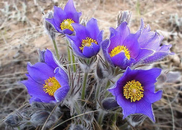 Hairy Flowers