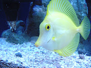 Fish Wallpapers (yellow fish)