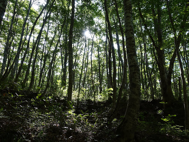 烏ヶ山登山道