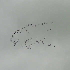 Eurasian Cranes Grus grus fly over central France. February.  Indre et Loire, France. Photographed by Susan Walter. Tour the Loire Valley with a classic car and a private guide.