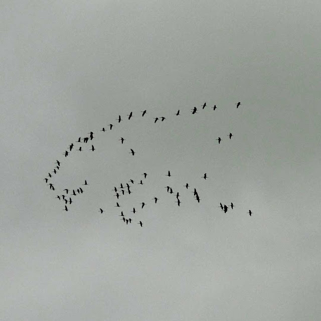 Eurasian Cranes Grus grus fly over central France. February.  Indre et Loire, France. Photographed by Susan Walter. Tour the Loire Valley with a classic car and a private guide.