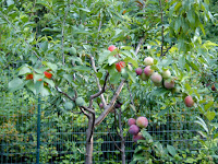 Yuk Pelajari Tehniknya!! 1 Pohon Ini Bisa Punya 40 Jenis Buah!