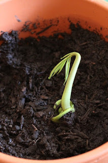 how to plant a mango seed indoors