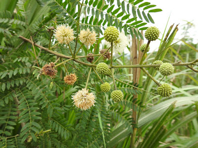 銀合歡的花序