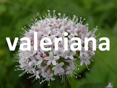 valeriana interacciones