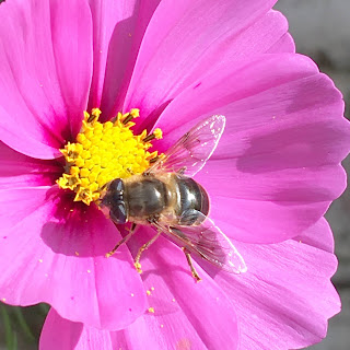 Pink cosmos with bee