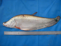 ikan belida