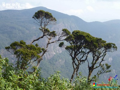 Adam's Peak 2014 by Ruwan Dileepa @ lessonforfree.blogspot (114)