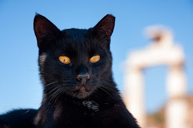 black cat in front of remains of a Greek temple