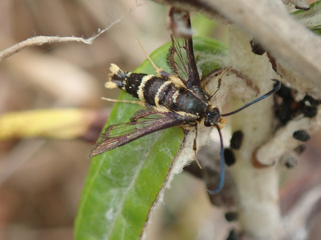 Synanthedon bibionipennis