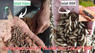 perbedaan maggot BSF dan belatung lalat hijau