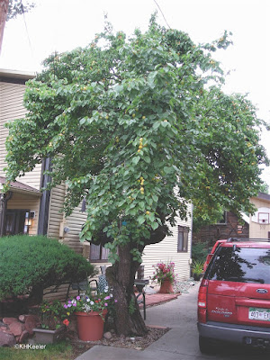 apricot tree, Carbondale Colorado