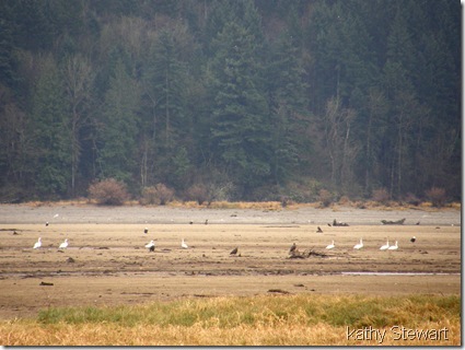 Swans on the flats