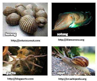 Definisi dan perbedaan Invertebrata dan Vertebrata 