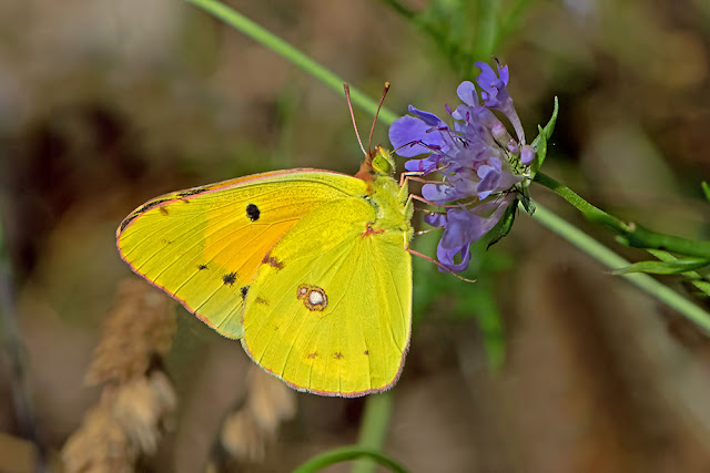 Colias crocea the Clouded Yellow butterfly