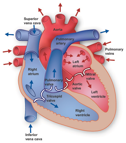 human circulatory system heart. wallpaper circulatory system