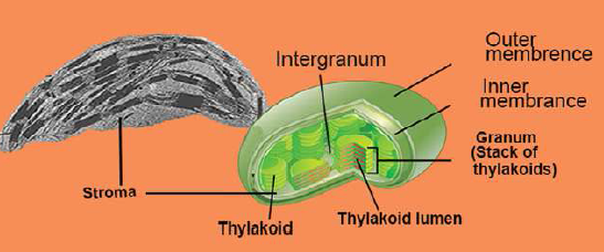 FSc Biology Part 1 XI 11th Chapter 4 The Cell Notes Long Questions fscnotes0