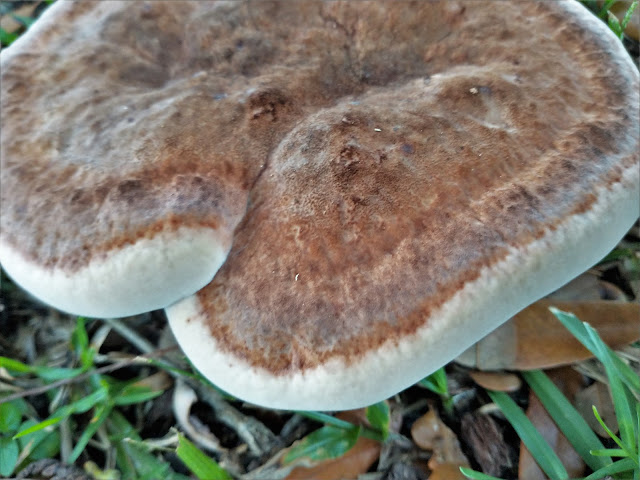Seductive mushroom. Mobile, Alabama. July 2022. Credit: Mzuriana.