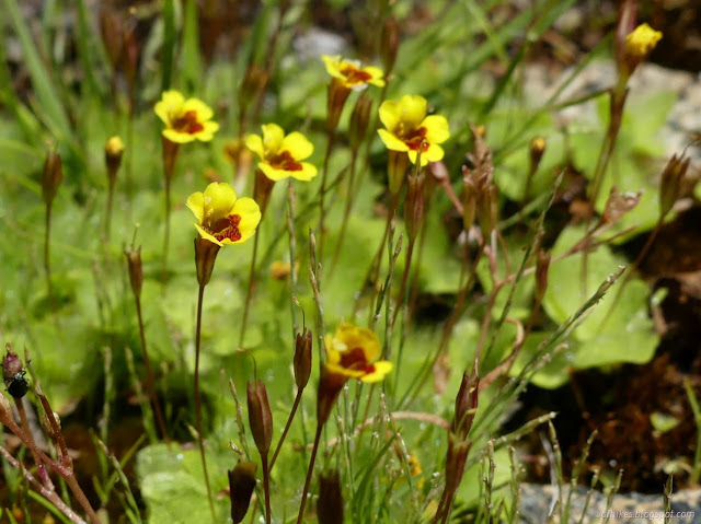 130: big flowers on thin stems