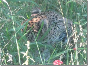 Life in the wilderness 041