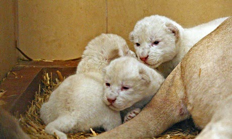 White lion triplets born in Poland