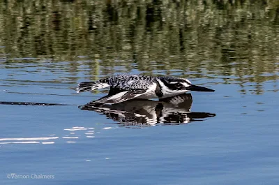 Vernon Chalmers Photography Cape Town Image Used Without Permission