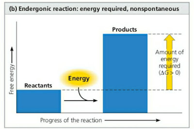 Grafik Reaksi Endergonik