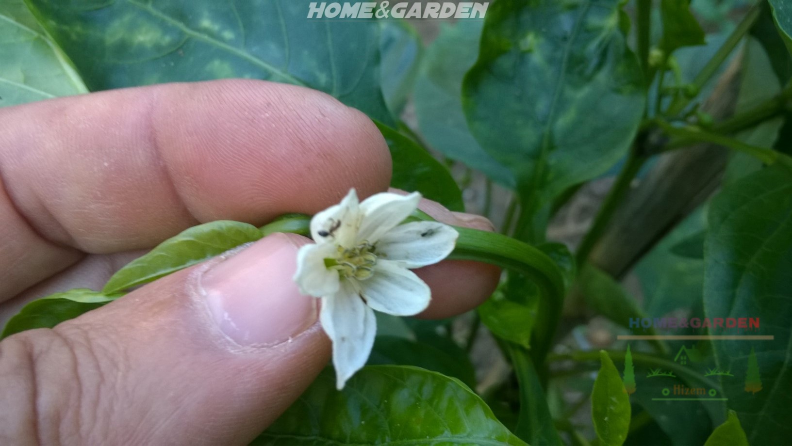 Pinch off all early blossoms that appear on your pepper plants. Don't worry, this won’t harm the plants. In fact, it helps them direct their energy into growing, and you will get lots of large fruits later.