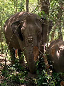 elefant, elephant, thailand, mahut, dschungel, jungle, hug elephants sanctuara, nationalpark, chiang mai, urlaub, holiday, nature, wildlife, wildtier, natur