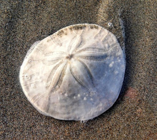 Sand dollars are frequently picked up on the sea shore, but people seldom realize that the living ones show the ingenuity and provision of the Creator.