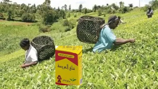 سعر طن الشاي الكيني 2022 في مصر