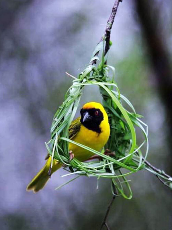 The Life of Sweet Birds: BEAUTIFUL BIRDS' NESTS