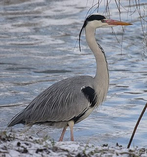 garza real Ardea cinerea